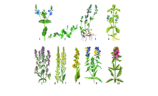 Норичниковые: 1 ‒ вероника дубравная (Veronica chamaedrys); 2 ‒ вероника лекарственная (Veronica officinalis); 3 ‒ вероника тимьянолистная (Veronica serpyllifolia); 4 ‒ вероника поручейная (Veronica beccabunga); 5 ‒ зубчатка обыкновенная (Odontites vulgaris); 6 ‒ коровяк метельчатый (Verbascum lychnitis); 7 ‒ коровяк медвежье ухо (Verbascum thapsus); 8 ‒ коровяк чёрный (Verbascum nigrum); 9 ‒ марьянник дубравный (Melampyrum nemorosum); 10 ‒ мытник мутовчатый (Pedicularis verticillata)