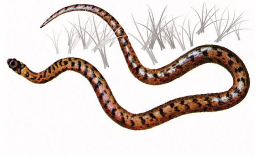 Медянка обыкновенная (Coronella austriaca)