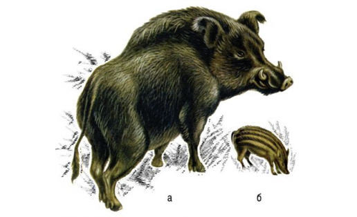 Кабан (Sus scrofa): а — самец; б — поросёнок