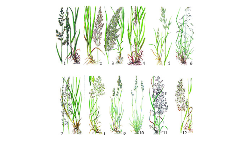 Злаки: 1 ‒ бекмания обыкновенная (Beckmannia eruciformis); 2 ‒ вейник наземный (Calamagrostis epigejos); 3 ‒ вейник Лангсдорфа (Calamagrostis langsdoffii); 4 ‒  двукисточник тростниковый (Phalaroides arundinaceae); 5 ‒ костёр мягкий, или костёр ячменный (Bromus hordeaceus); 6 ‒ луговик дернистый (Deschampsia cespitosa); 7 ‒ молиния голубая (Molinia caerulea); 8 ‒ мятлик болотный (Poa palustris); 9 ‒ овсяница красная (Festuca rubra); 10 ‒ овсяница овечья (Festuca ovina); 11 ‒ полевица гигантская (Agrostis gigantea); 12 ‒ трищетинник сибирский (Trisetum sibiricum)