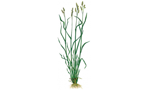 Ежа сборная (Dactylis glomerata)