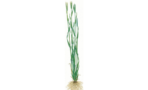 Рожь посевная (Secale cereale) Sowing rye (Secale cereale)