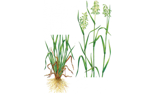 Овёс посевной (Avena sativa)