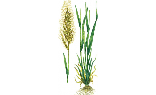 Ежовник обыкновенный (Echinochloa crusgalli)
