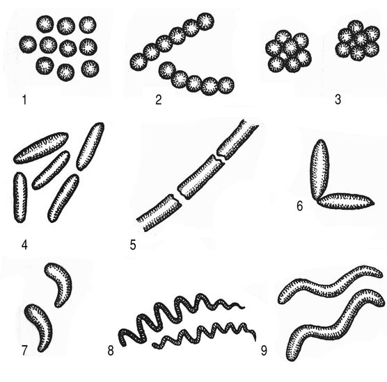 Назовите формы бактерий изображенные на рисунке 1 6